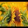sunflower_chick